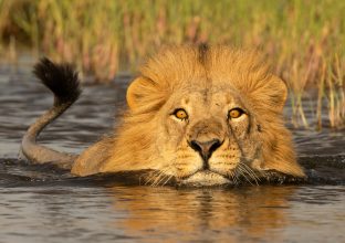 Spécial prédateurs : léopards, lions et lycaons Spécial prédateurs : léopards, lions et lycaons