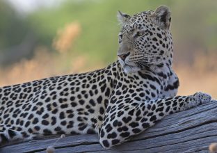 Safari Authentique Safari Authentique