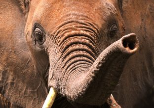 Tanzanie Les chemins oubliés Tanzanie Les chemins oubliés