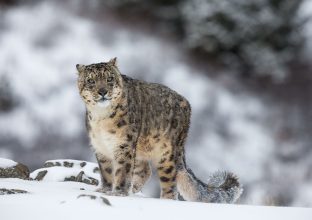 Panthère des neiges et Chat de Pallas Panthère des neiges et Chat de Pallas