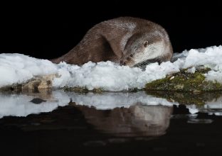 Loutre d’Europe et Animaux des Monts Cantabriques Loutre d’Europe et Animaux des Monts Cantabriques