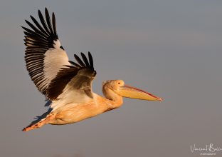 OISEAUX DU SENEGAL : Entre lagunes et delta OISEAUX DU SENEGAL : Entre lagunes et delta