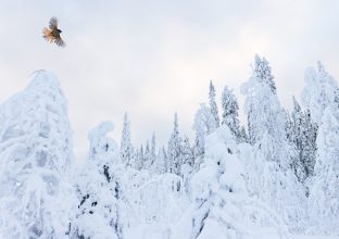 Oiseaux et paysages enneigés sous les lumières boréales Oiseaux et paysages enneigés sous les lumières boréales