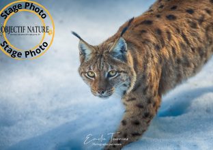 Stage photo au cœur de l’hiver Bavarois et de sa faune Stage photo au cœur de l’hiver Bavarois et de sa faune