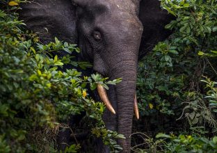 Gabon sauvage : sur les traces des géants de la forêt Gabon sauvage : sur les traces des géants de la forêt