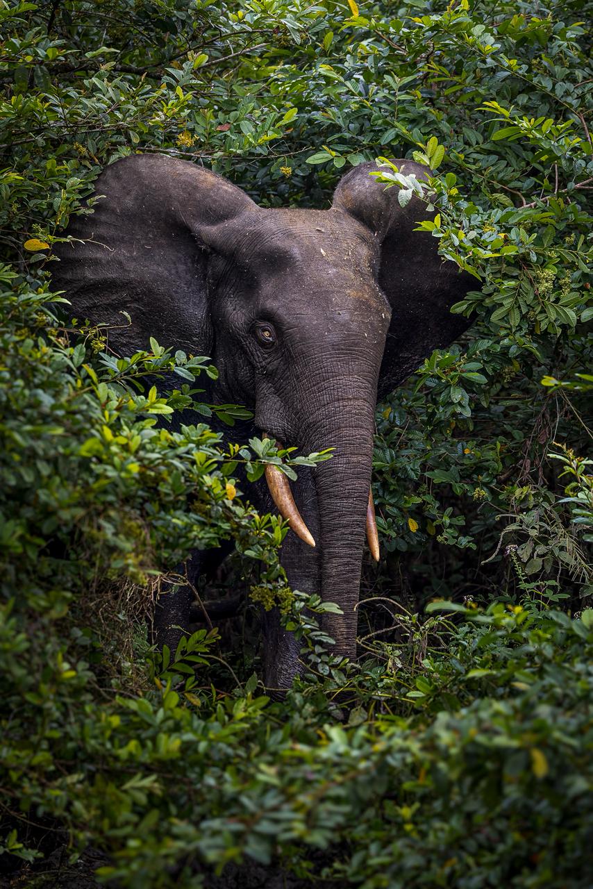 Elephant de forêt