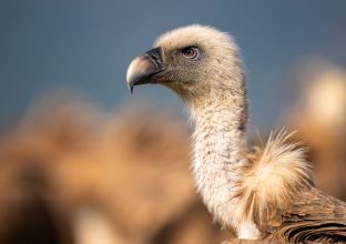 Focus ornithologique en Catalogne Focus ornithologique en Catalogne
