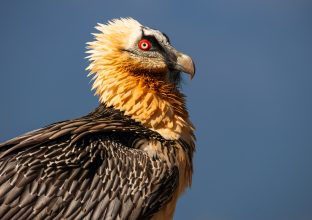 Affûts photo gypaète barbu, vautour moine et aigle royal Affûts photo gypaète barbu, vautour moine et aigle royal