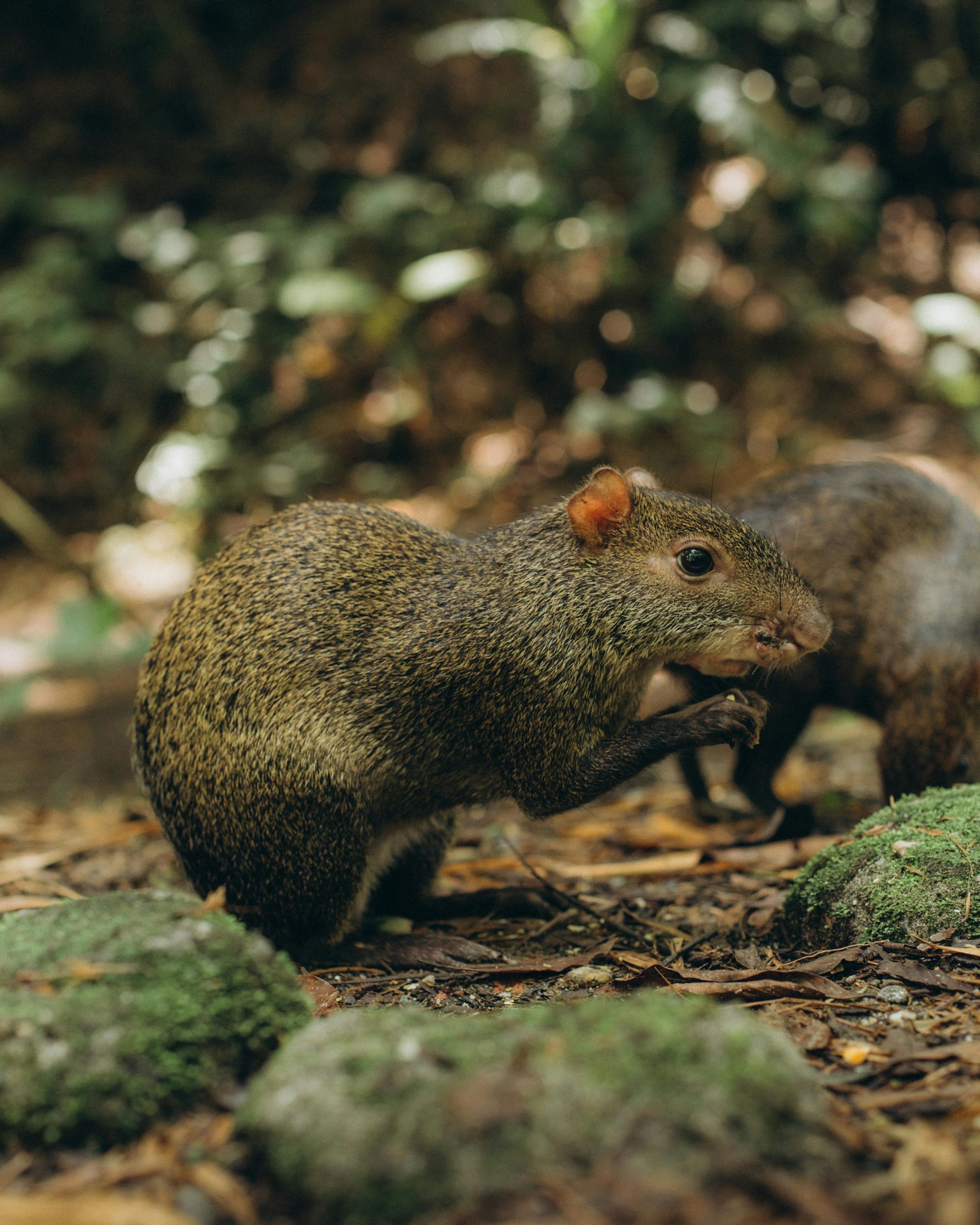 Agouti - Objectif Nature