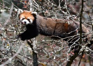 Objectif Sichuan : pandas, singes dorés & avifaune Objectif Sichuan : pandas, singes dorés & avifaune