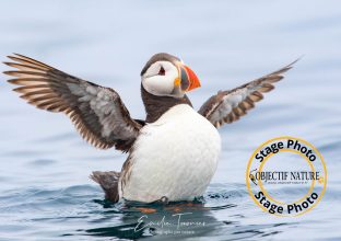 Stage photo : Focus ornithologique aux Sept Iles