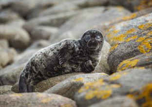 Au coeur de l’Estonie Sauvage : ours, phoques et oiseaux du nord Au coeur de l’Estonie Sauvage : ours, phoques et oiseaux du nord